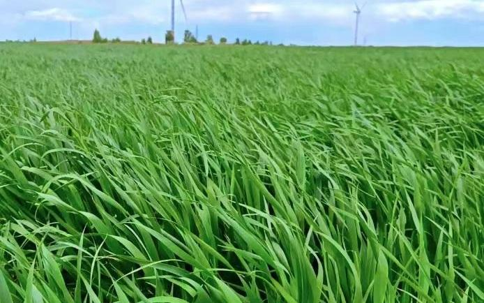5月底，优牧农业通辽基地的燕麦草长势蓬勃旺盛。受访者供图