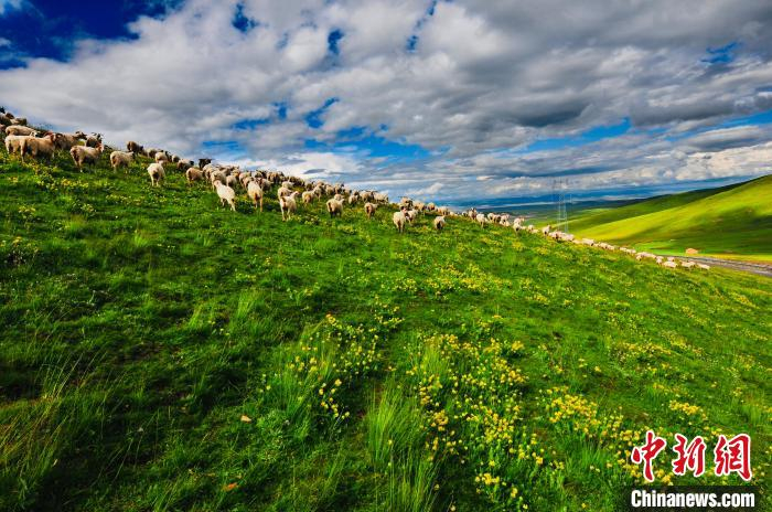 图为天峻县境内的草场上羊群在奔跑。　天峻县委宣传部 供图
