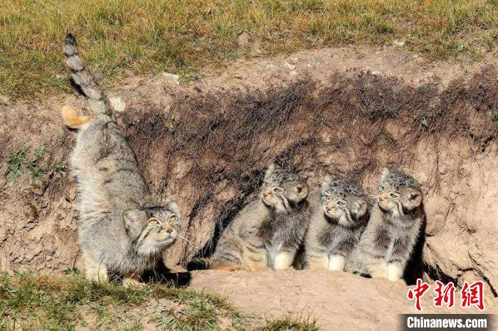 图为天峻县境内的野生动物。　天峻县委宣传部 供图