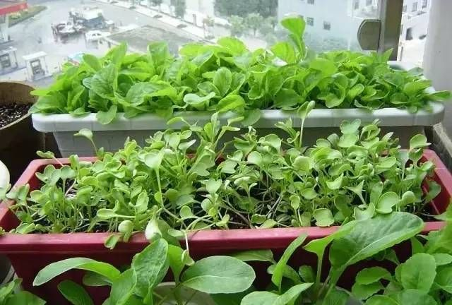 绿植养护艺术：让你的绿色朋友焕发活力