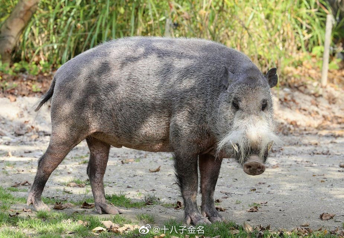 婆罗洲猪也被称为"丑髯公"