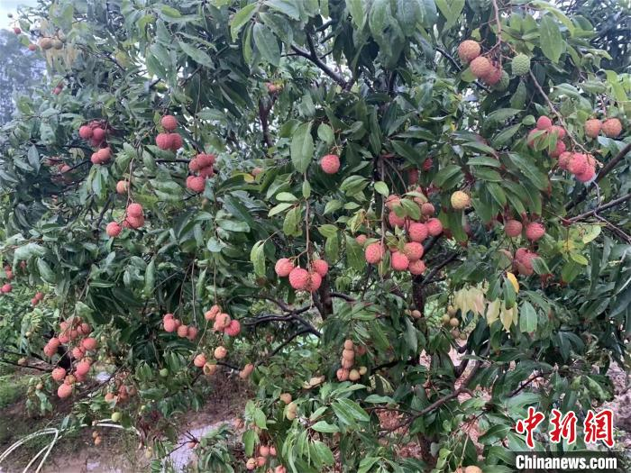 图为镇隆桂味荔枝 镇隆镇政府供图