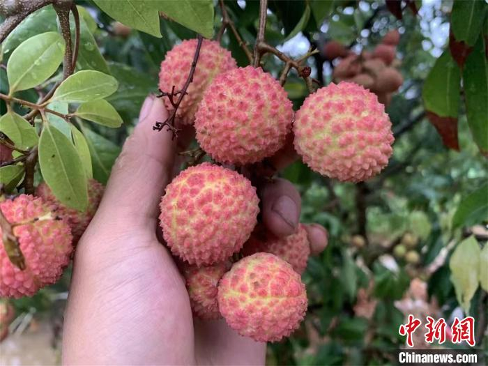 图为镇隆桂味荔枝 镇隆镇政府供图