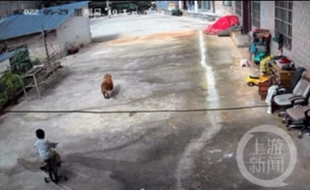 失踪的凯凯前跟金毛狗在一起玩。&nbsp; &nbsp;图片来源：受访方供图