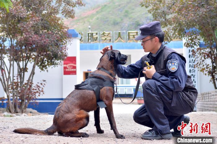 图为警犬“云大”与训导员互动。　何岳文 摄