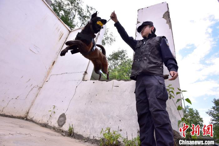 图为警犬“云大”与训导员互动。　何岳文 摄