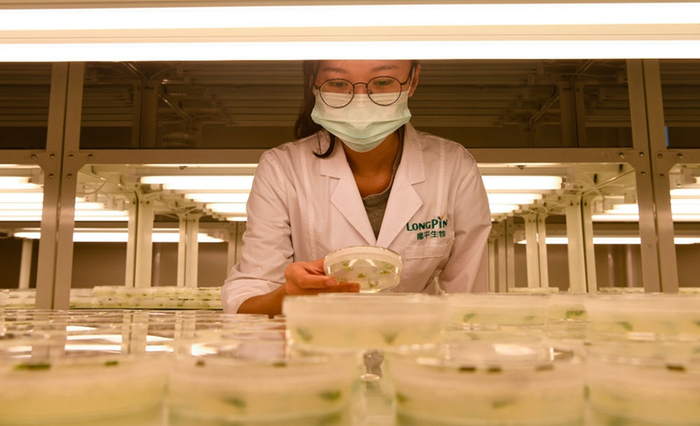 2021年11月25日，海南省三亚市崖州湾种子实验室，隆平生物技术公司科研人员开展科研工作 杨冠宇摄 / 本刊