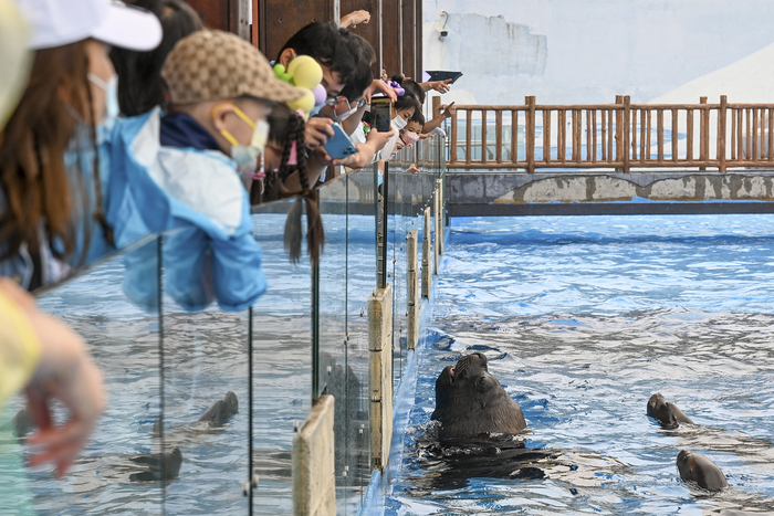 2022年6月12日，上海海昌海洋公园，游客在和海狮互动。