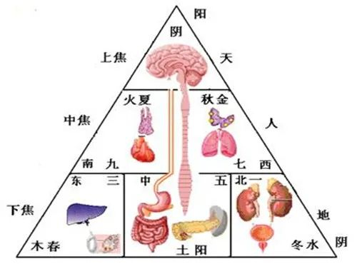 搞懂了人体“三焦”,所有疑难杂症,都迎刃而解!