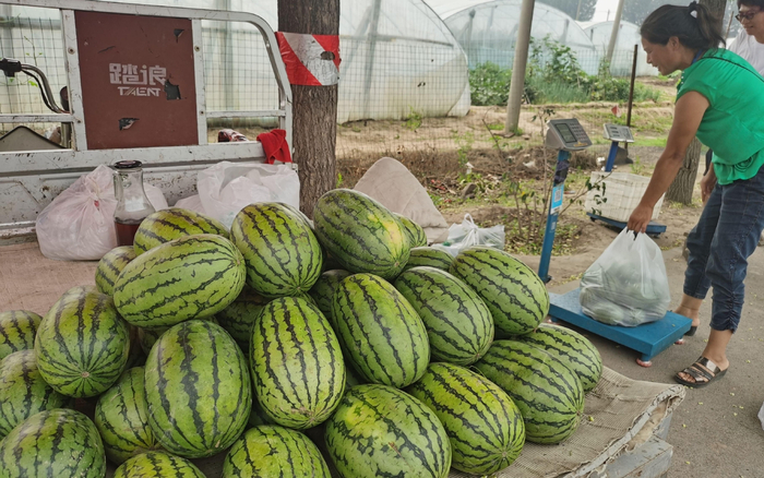 大兴庞各庄镇，路边堆满了新采摘的西瓜。新京报记者 王颖 摄