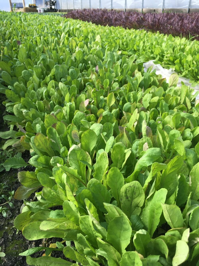 Rise & Root农场出产的绿叶菜。