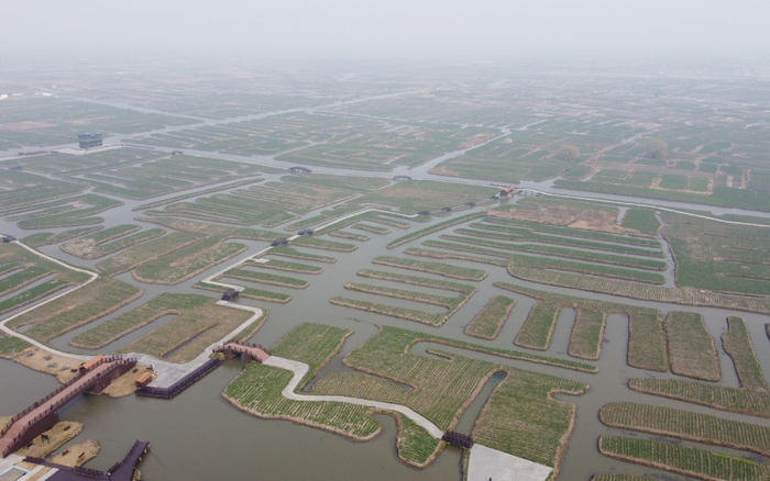 江苏兴化即将开放的垛田油菜。资料图/新京报记者 王颖 摄