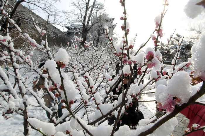 2012年3月18日，北京突降春雪，明城墙遗址公园再现踏雪寻梅的胜景。程功摄