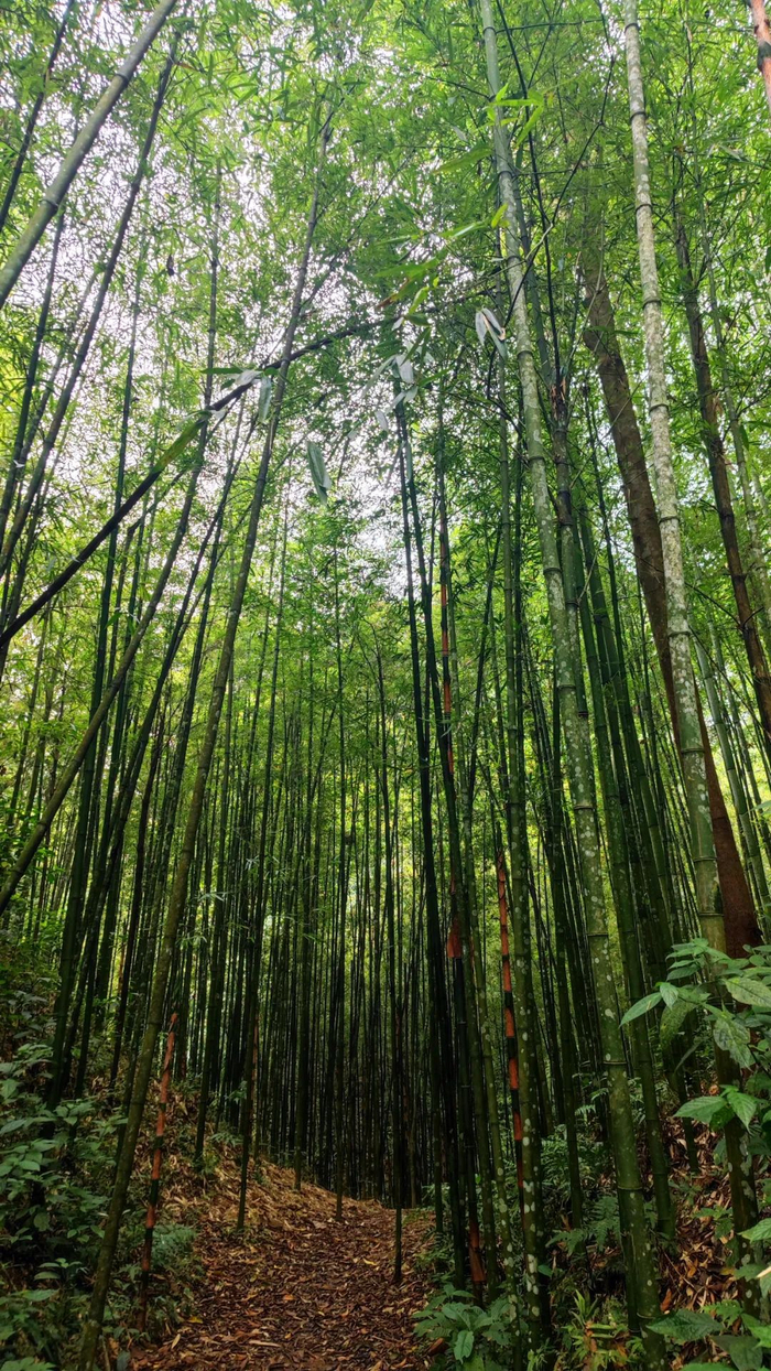 蝴蝶谷中茂盛的竹林 李艾蓉 摄