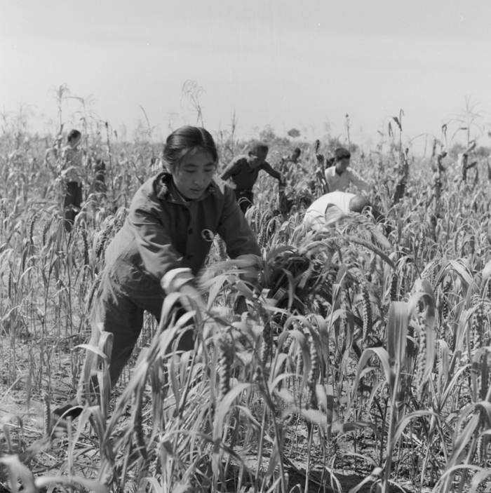 1972年，延庆县大柏志公社阎家庄大队的赤脚医生和社员一起劳动。 胡敦志摄