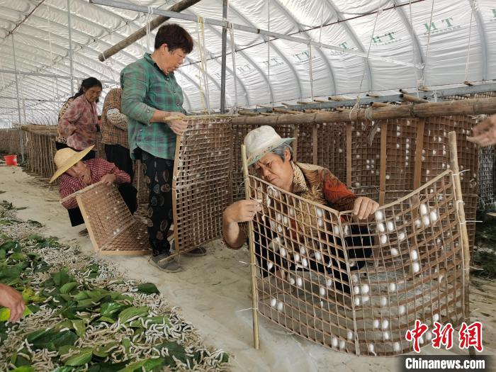 村民将已爬上蚕板的小蚕取下。　孔洪洋 摄