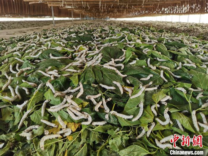 蚕宝宝在吃新鲜桑叶。　孔洪洋 摄