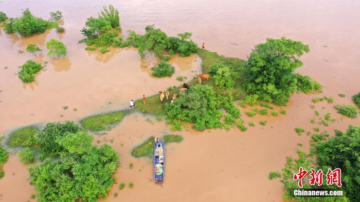 　　6月14日，在江西省吉安市泰和县赣江段，洪水来袭，水位上涨，导致沿江低洼处被洪水淹没，牛群被困，建筑工地进水。邓和平 摄