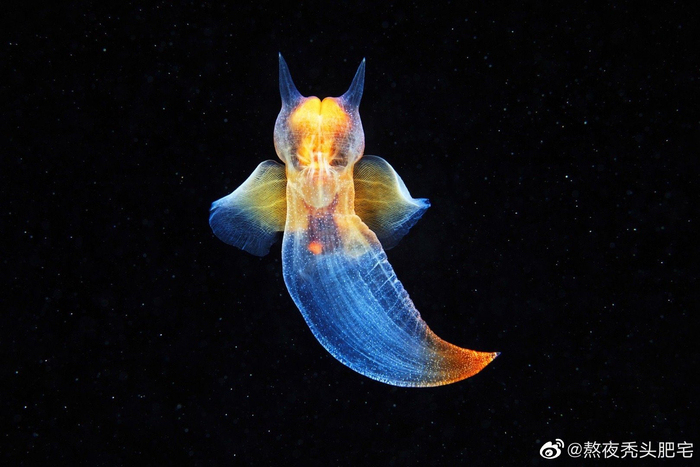 它们被誉为海天使,事实上却是一种裸体目Gymnosomata的海蛞蝓……|海蛞蝓|海天|腹足类_新浪新闻