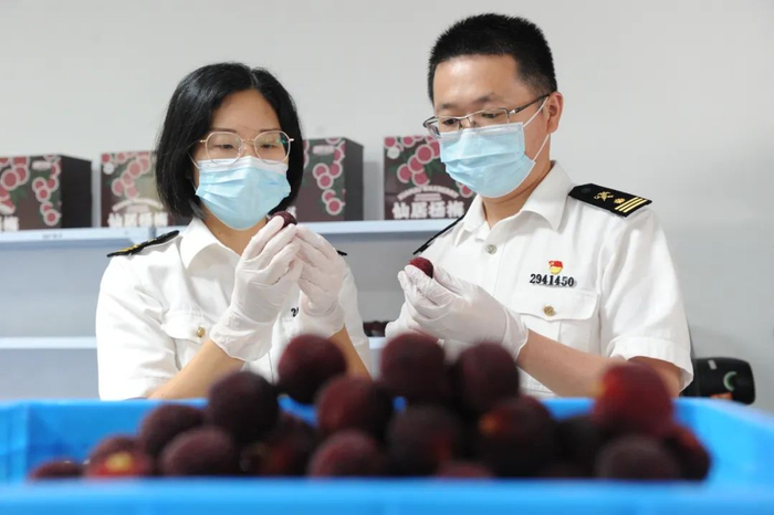 海关工作人员对杨梅进行检验