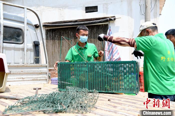 6月17日，衡水市野生动物救护中心工作人员将野生猪獾抬上车。　苗凤强 摄