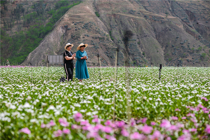 5月31日，游客在云南省昆明市东川区汤丹镇小江四季花海参观游玩。新华社记者 胡超 摄