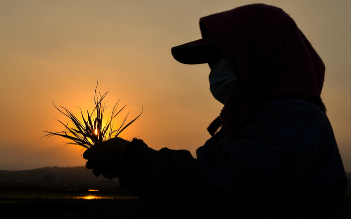 ▲资料图：农民在水稻田里补苗。图/新华社