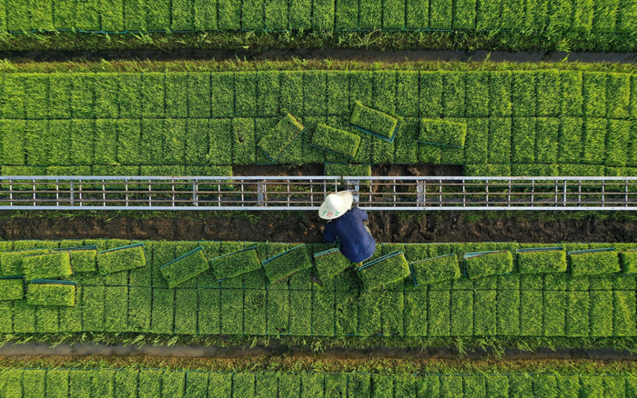 ▲资料图：农民在育秧田里起运水稻秧苗。图/新华社