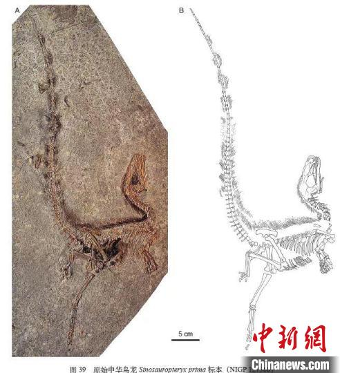“原始中华鸟龙”化石标本及素描图。　中科院古脊椎所  供图