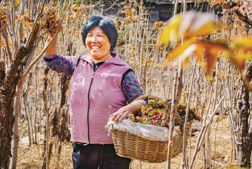 　　临朐县寺头镇南西安村村民在采摘红香椿。　资料图