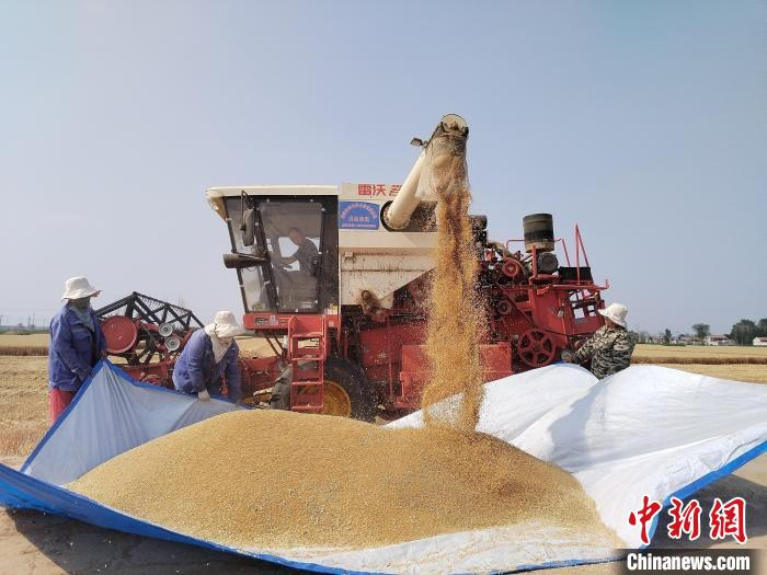 图为在曲周县槐桥乡西漳头村“土里捂”小麦测产现场，联合收割机正在卸仓放粮。　王喜民 摄