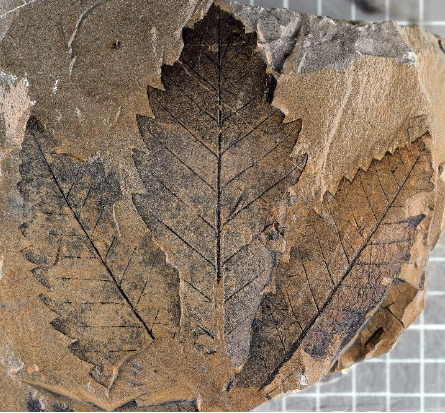 二叠纪末灭绝的藤本植物单网羊齿化石。（沈延安课题组供图）