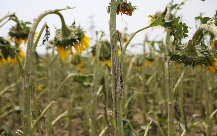 北邓村的油葵，冰雹将茎部砸脱皮、叶子砸落。 新京报记者 李英强 摄