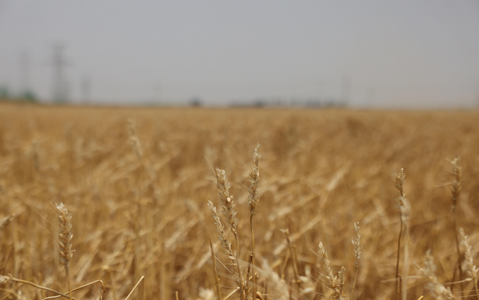 冰雹过后，麦穗上仅留有三分之一的颗粒。 新京报记者 李英强 摄