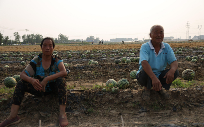 北邓村村民马民生和妻子，坐在被砸坏的西瓜旁。新京报记者 李英强 摄