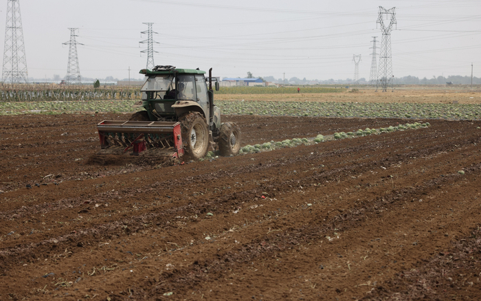 17日，被砸的西瓜经暴晒已变质，村民就地旋耕做土肥。 新京报记者 李英强 摄