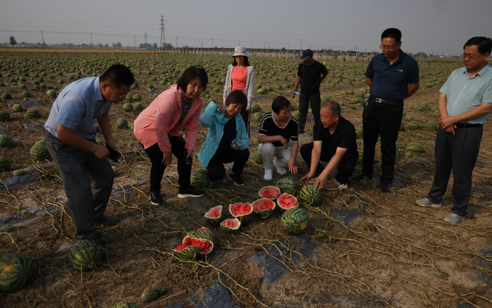 16日，清苑区农业农村局组织专家到受灾区指导群众自救。新京报记者 李英强 摄