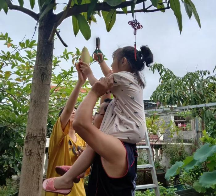 小陈和爸爸、妹妹一起摘芒果。受访者提供