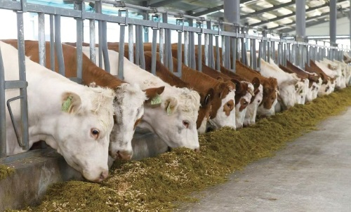 　　种牛在吃青贮饲料油菜。　资料图