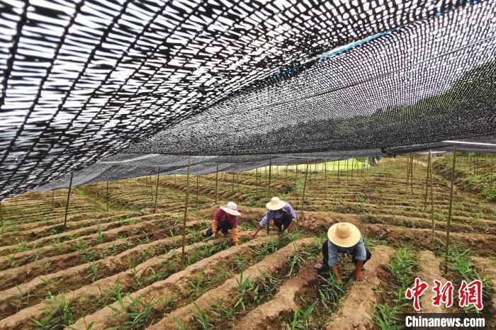 姜农在姜田除草。　张玲 摄