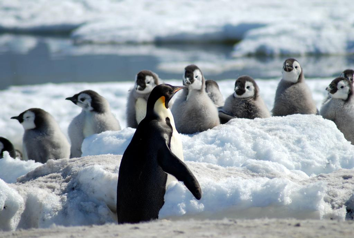 帝企鹅的“幼儿园阿姨”