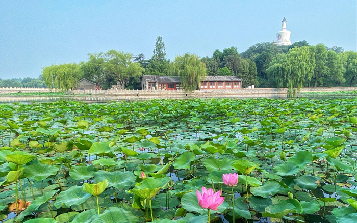 2022年北海公园。北京市公园管理中心供图