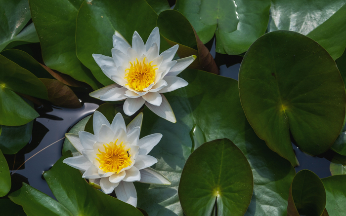 2022年香山公园。北京市公园管理中心供图