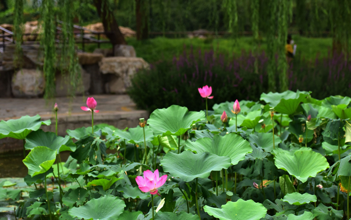 2022年陶然亭公园。北京市公园管理中心供图