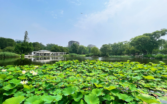2022年玉渊潭公园。北京市公园管理中心供图