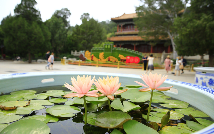 景山公园（资料图）。北京市公园管理中心供图