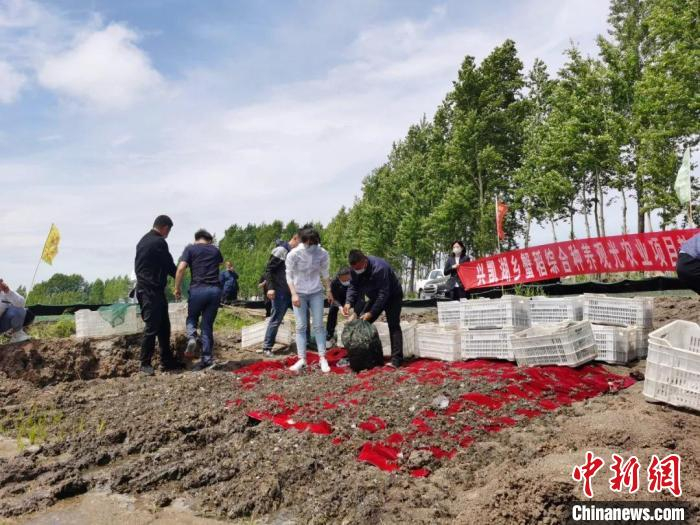 密山市蟹稻种植已3年时间。　于金鑫 摄