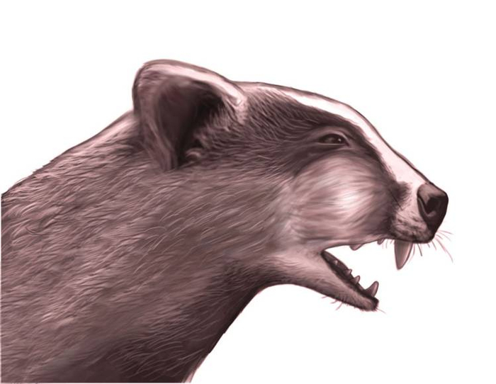 副美洲獾复原图 绘图/刘梓辰