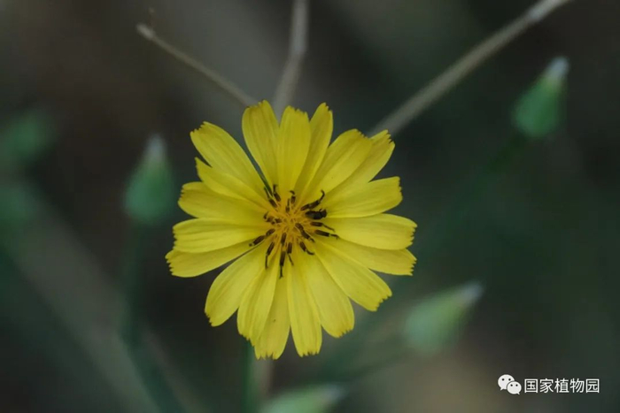 △中华苦荬菜-全部为舌状花