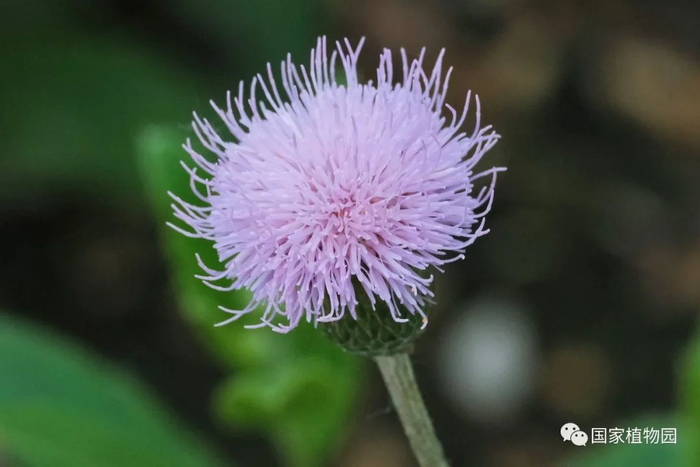 △刺儿菜-全部为管状花